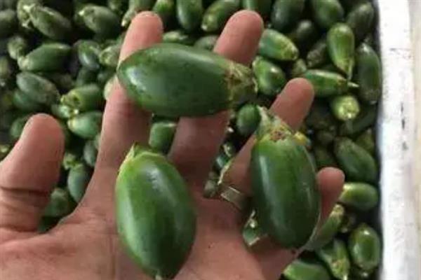 槟榔的种植技术，春季3-4月份定植为好