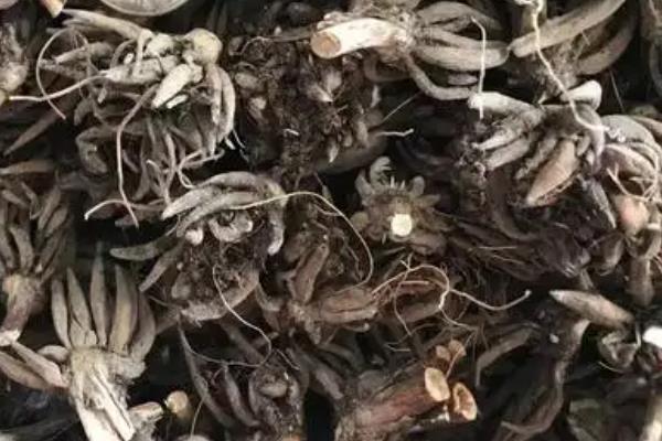 花毛茛怎么繁殖，主要有以下3种方式