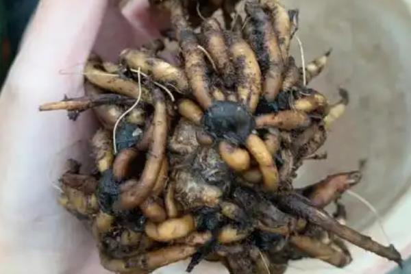 花毛茛怎么繁殖，主要有以下3种方式