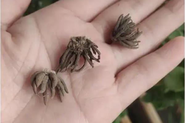 花毛茛怎么繁殖，主要有以下3种方式