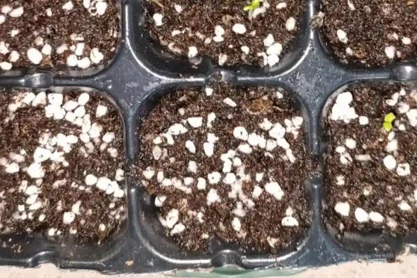 花毛茛怎么繁殖，主要有以下3种方式