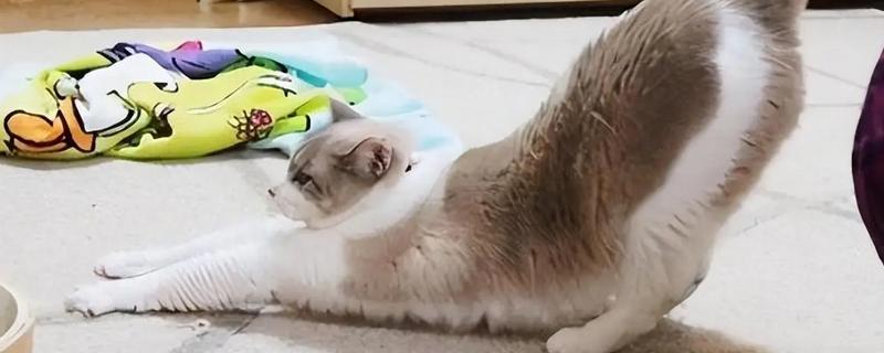 猫咪得糖尿病的症状，会表现出饮水量和尿量都增加