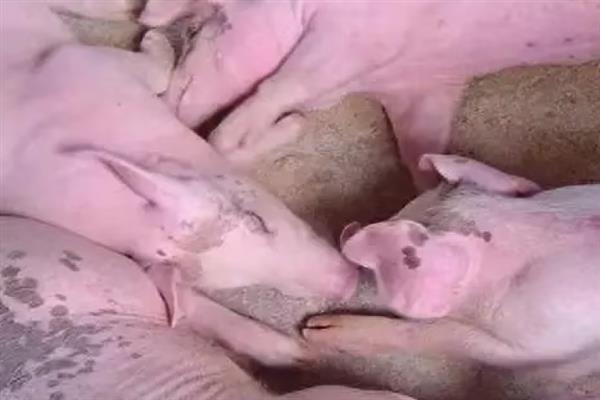 非洲猪瘟的防控措施，要及时打扫卫生