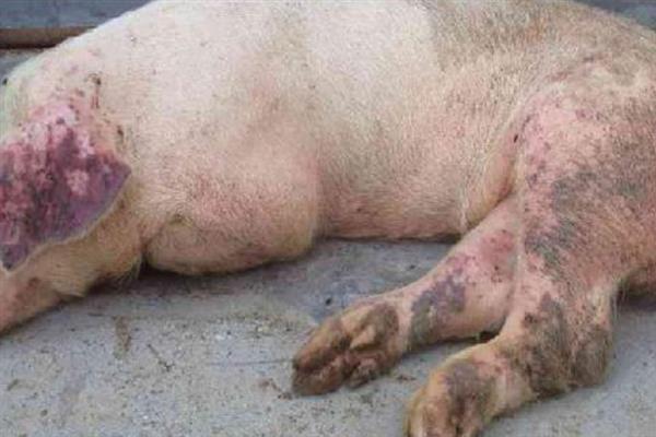 非洲猪瘟的防控措施，要及时打扫卫生