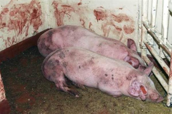 非洲猪瘟的防控措施，要及时打扫卫生