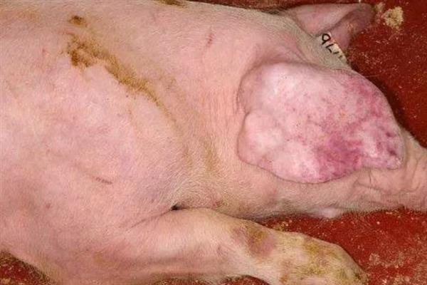 非洲猪瘟的防控措施，要及时打扫卫生