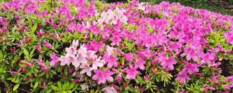 杜鹃什么时候开花，杜鹃花在4至5月盛开