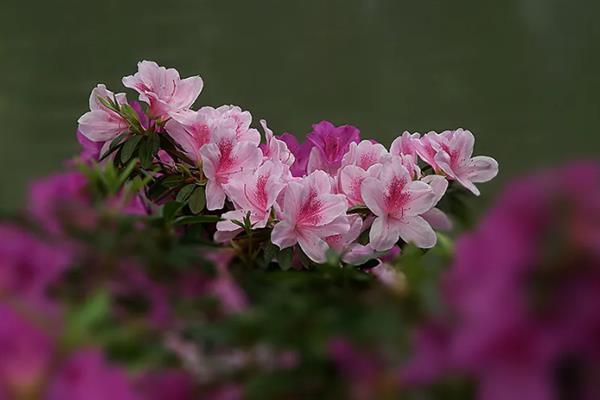 杜鹃什么时候开花,杜鹃花在4至5月盛开