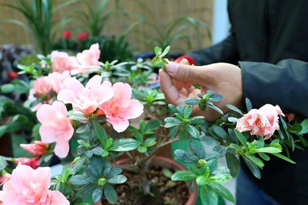 杜鹃什么时候开花,杜鹃花在4至5月盛开