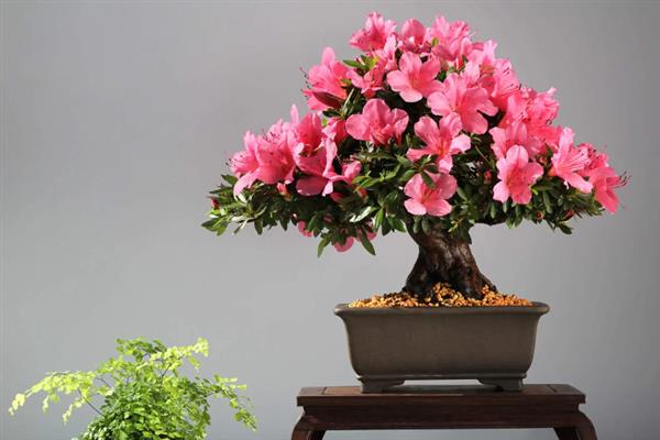 杜鹃什么时候开花,杜鹃花在4至5月盛开