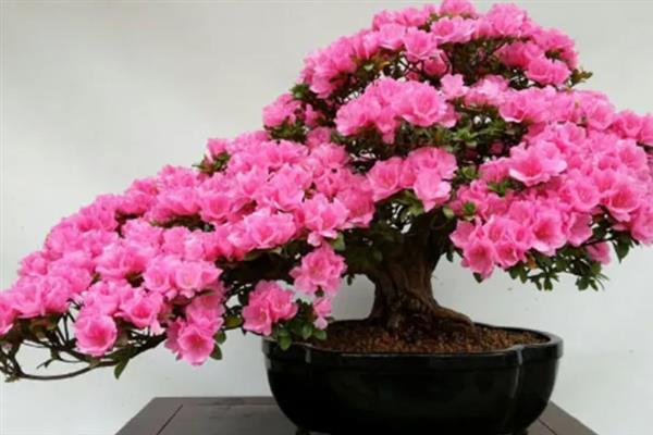 杜鹃什么时候开花,杜鹃花在4至5月盛开