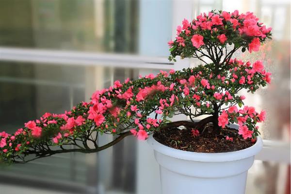杜鹃什么时候开花,杜鹃花在4至5月盛开