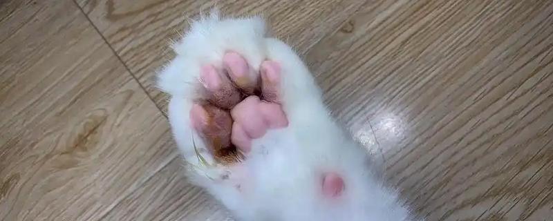 猫咪得趾间炎的常见原因，可能是长期的潮湿引起的