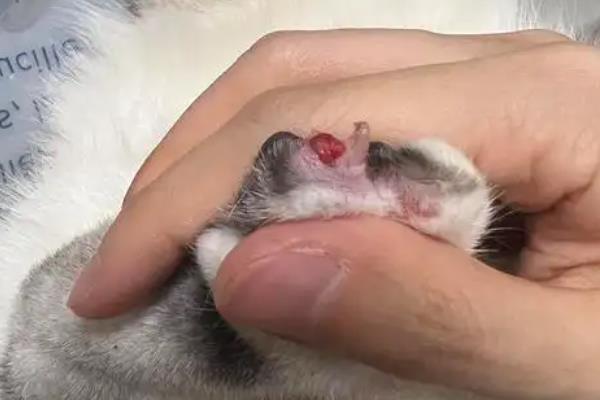 猫咪得趾间炎的常见原因，可能是长期的潮湿引起的