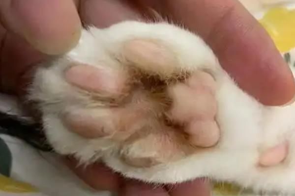 猫咪得趾间炎的常见原因，可能是长期的潮湿引起的