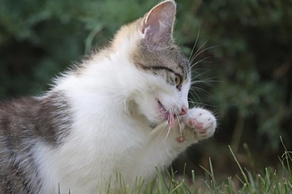 猫咪得趾间炎的常见原因，可能是长期的潮湿引起的