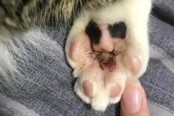猫咪得趾间炎的常见原因，可能是长期的潮湿引起的