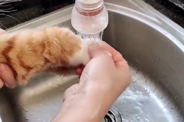 猫咪得趾间炎的常见原因，可能是长期的潮湿引起的
