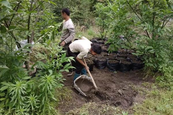 种植魔芋需要多少种子，取决于种子大小、种植规格