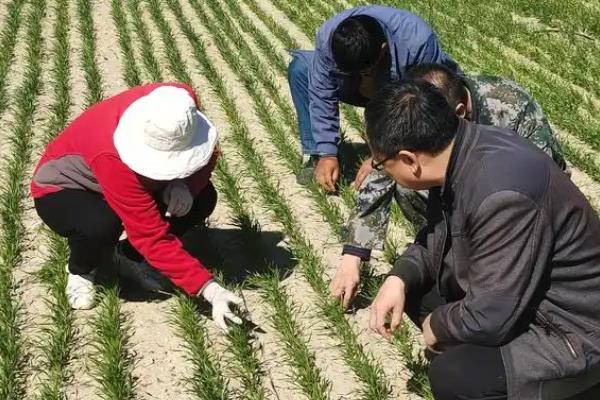 春小麦和冬小麦有什么区别，生长习性、播种时间等方面均不同