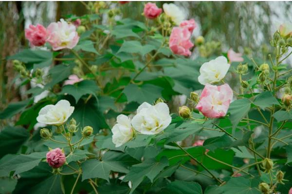 芙蓉花的特点，喜光且需水量大