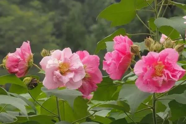 芙蓉花的特点，喜光且需水量大