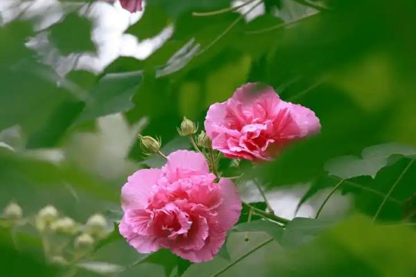 芙蓉花的特点，喜光且需水量大