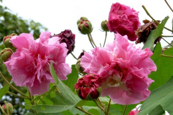 芙蓉花的特点，喜光且需水量大