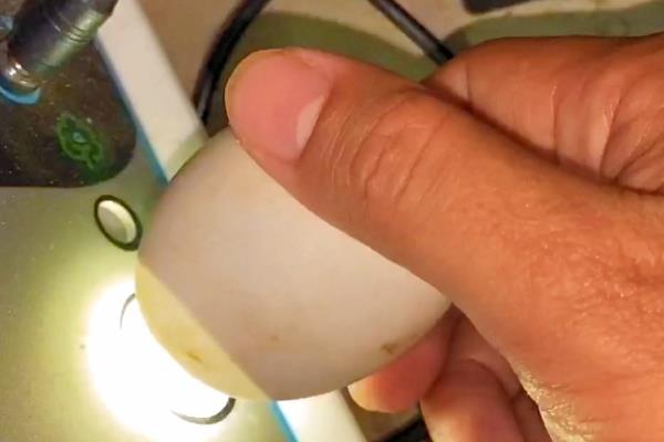 孵小鸭的天数，和鸭子品种有一定关联