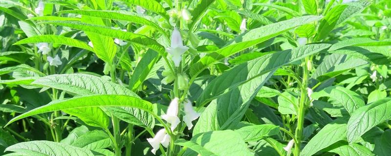 有什么质量好的芝麻，丰芝1号、中芝9号等品种有不错的品质