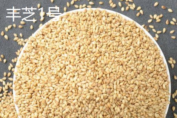 有什么质量好的芝麻，丰芝1号、中芝9号等品种有不错的品质