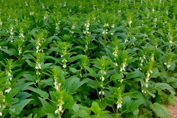 有什么质量好的芝麻，丰芝1号、中芝9号等品种有不错的品质