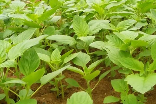 有什么质量好的芝麻，丰芝1号、中芝9号等品种有不错的品质