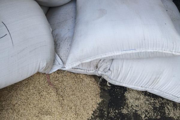 有什么质量好的芝麻,丰芝1号、中芝9号等品种有不错的品质