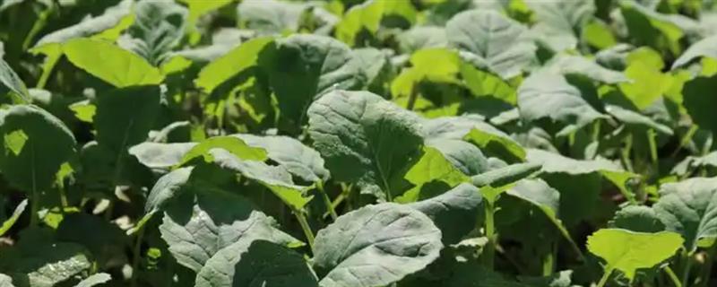 四月份适合种哪些蔬菜，适合种油菜、韭菜和空心菜等