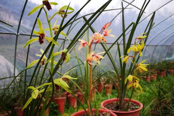 惠兰的开花时间，在3-5月份