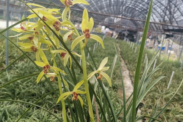 惠兰的开花时间，在3-5月份