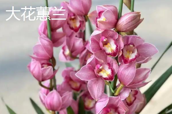 惠兰的开花时间，在3-5月份