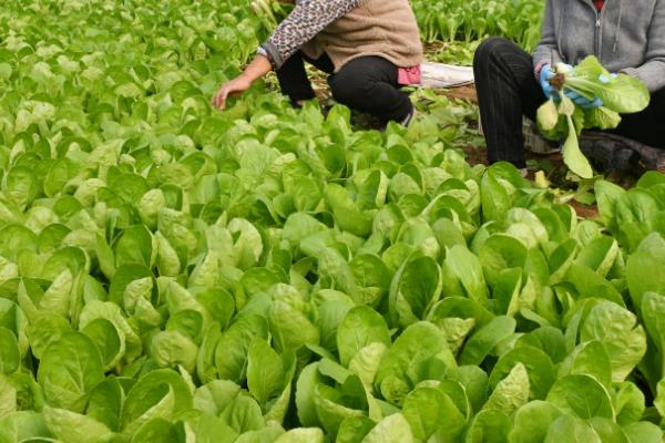 四月份适合种哪些蔬菜，适合种油菜、韭菜和空心菜等