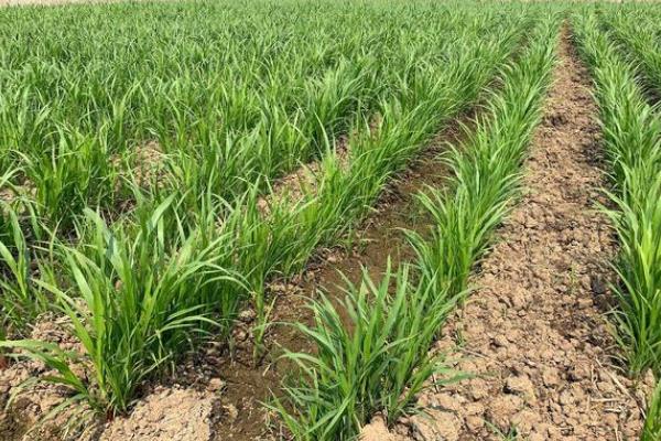 四月份适合种哪些蔬菜，适合种油菜、韭菜和空心菜等
