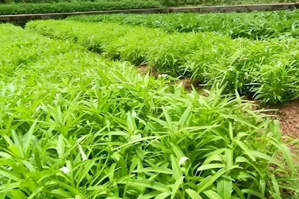 四月份适合种哪些蔬菜，适合种油菜、韭菜和空心菜等