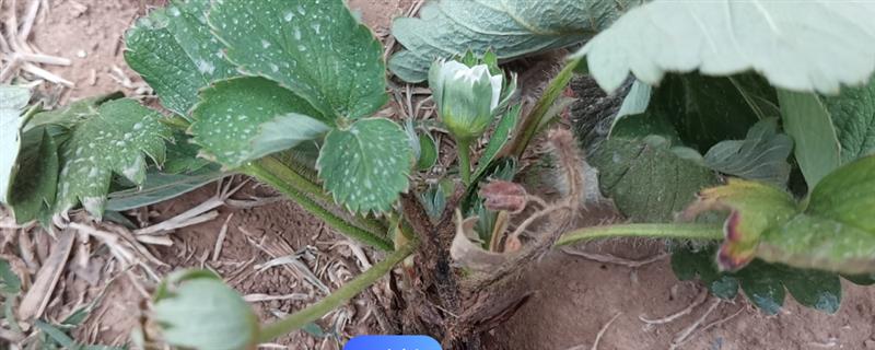 草莓青枯病的防治方法，以滴灌的方式浇水可阻碍病菌传播