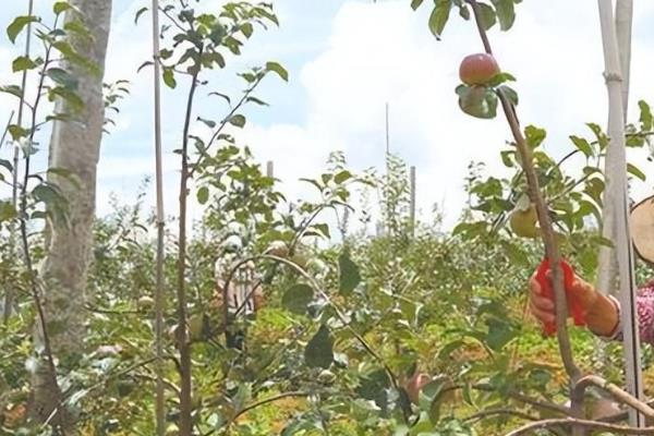 苹果最佳摘袋时间，可以在采收前一月进行摘袋