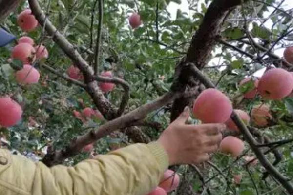 苹果最佳摘袋时间，可以在采收前一月进行摘袋
