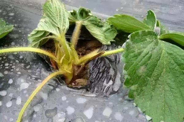 草莓青枯病的防治方法，以滴灌的方式浇水可阻碍病菌传播