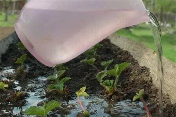 草莓青枯病的防治方法，以滴灌的方式浇水可阻碍病菌传播