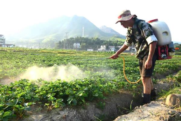草莓青枯病的防治方法，以滴灌的方式浇水可阻碍病菌传播