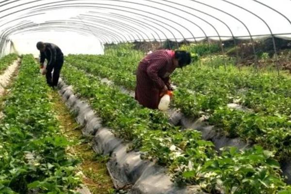 草莓青枯病的防治方法，以滴灌的方式浇水可阻碍病菌传播
