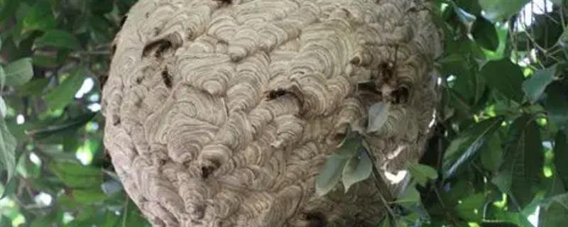 怎样捅马蜂窝最安全，需套袋摘巢并火焰焚烧
