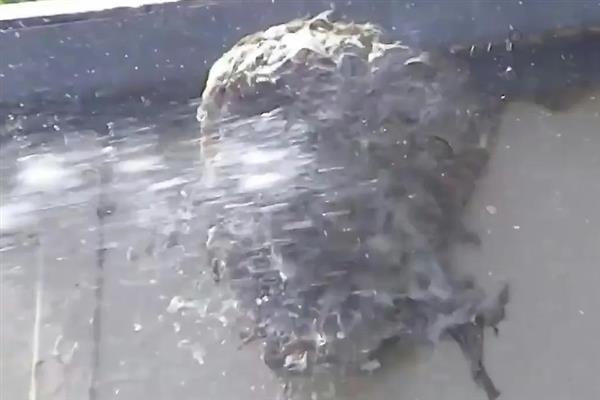 怎样捅马蜂窝最安全，需套袋摘巢并火焰焚烧